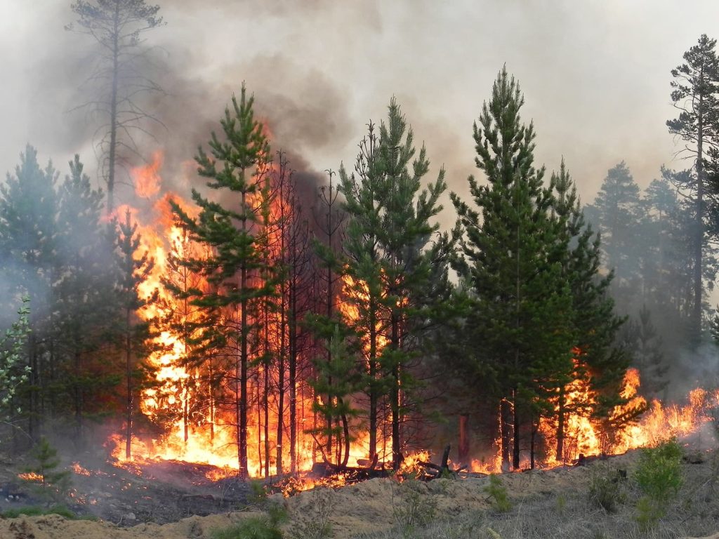 What to Do to Prepare for Wildfire Season?