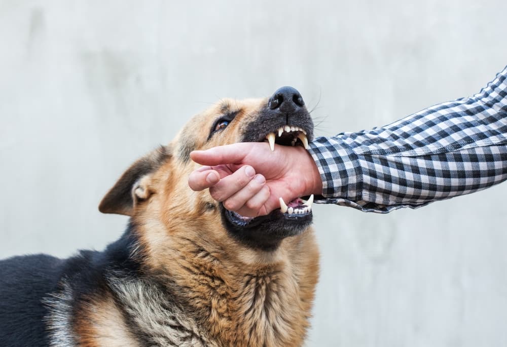 A German Shepherd dog biting a man's hand.
